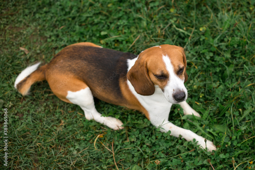 The dog lies on the grass. Beagle puppy on nature in the park