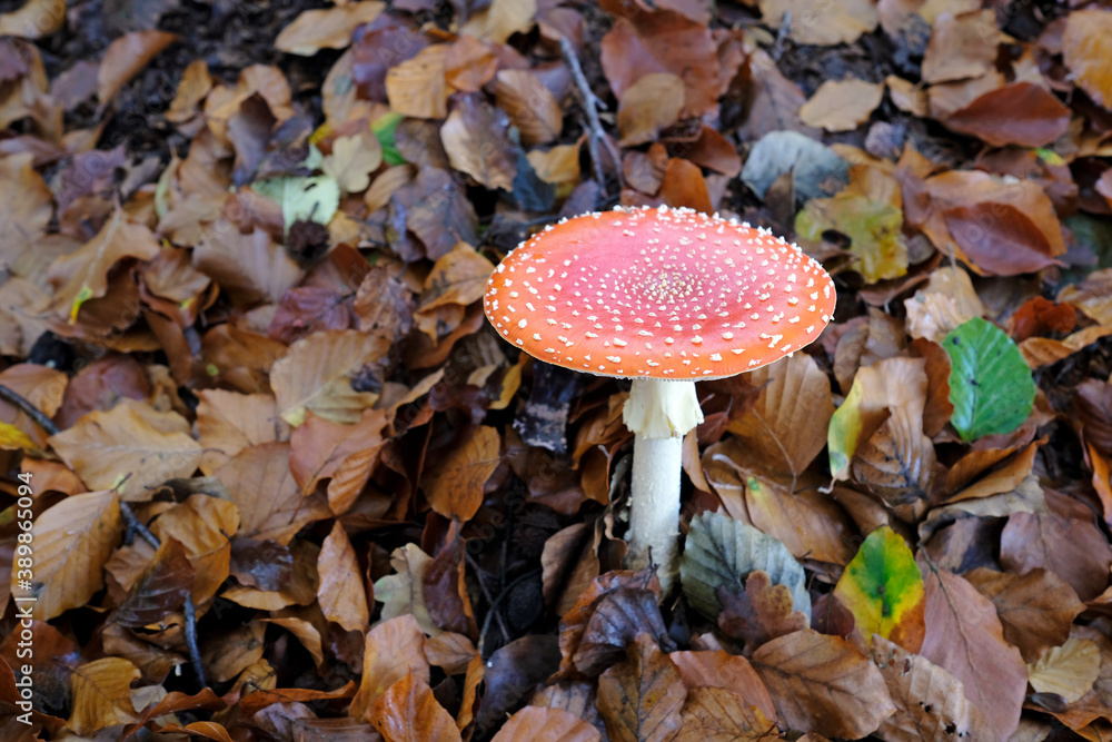 Fly agaric growing from the forest floor in autumn Fly agaric growing from the forest floor in autumn