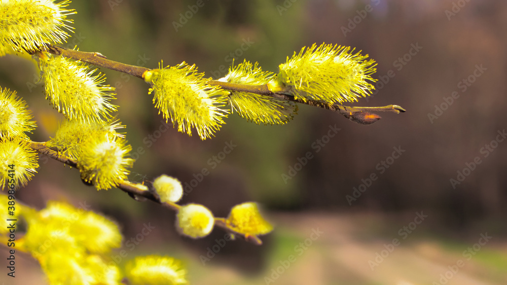 Banner flowering pussy-willow branches early spring : springtime concept Banner flowering pussy-willow branches early spring : springtime concept