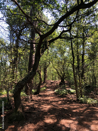 Trail through the forest around Beerze
