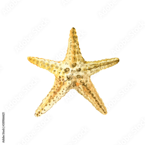 Watercolor starfish beige isolated on a white background. Yellow oceanic Sea star
