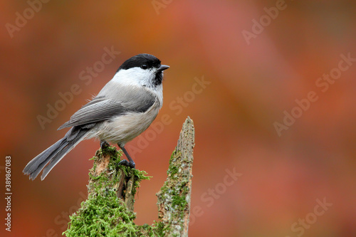 Willow tit. Bird. Poecile montanus photo