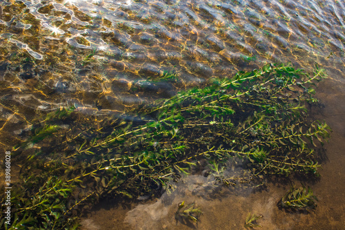 Beautiful algae in the water. Shortbread bottom, water ripples.