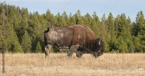 Wildlife bison buffalo walking meadow forest Yellowstone 4. Wildlife and animal refuge for great herds of American Bison Buffalo and Rocky Mountain Elk. Ecosystem environment, Biology, geography photo