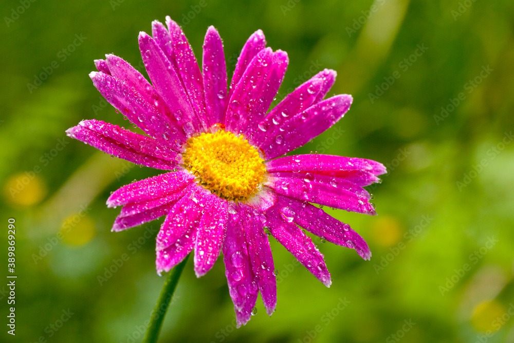 Obraz premium Nature