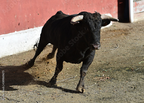 spanish strong bull running on the bullring in the traditional spectacle of bullfight