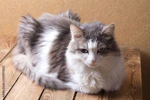 Gray fluffy cat without breed on a rustic wooden table. Pet