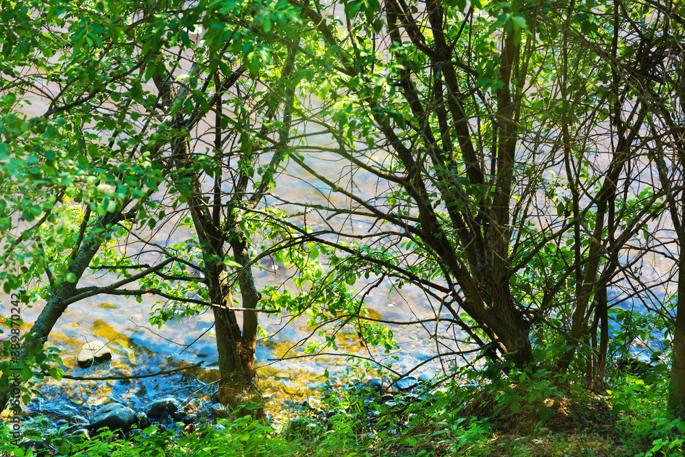 the Volga River in the spring and plants grow in the water and along the edge of the shore the Volga River in the spring and plants grow in the water and along the edge of the shore