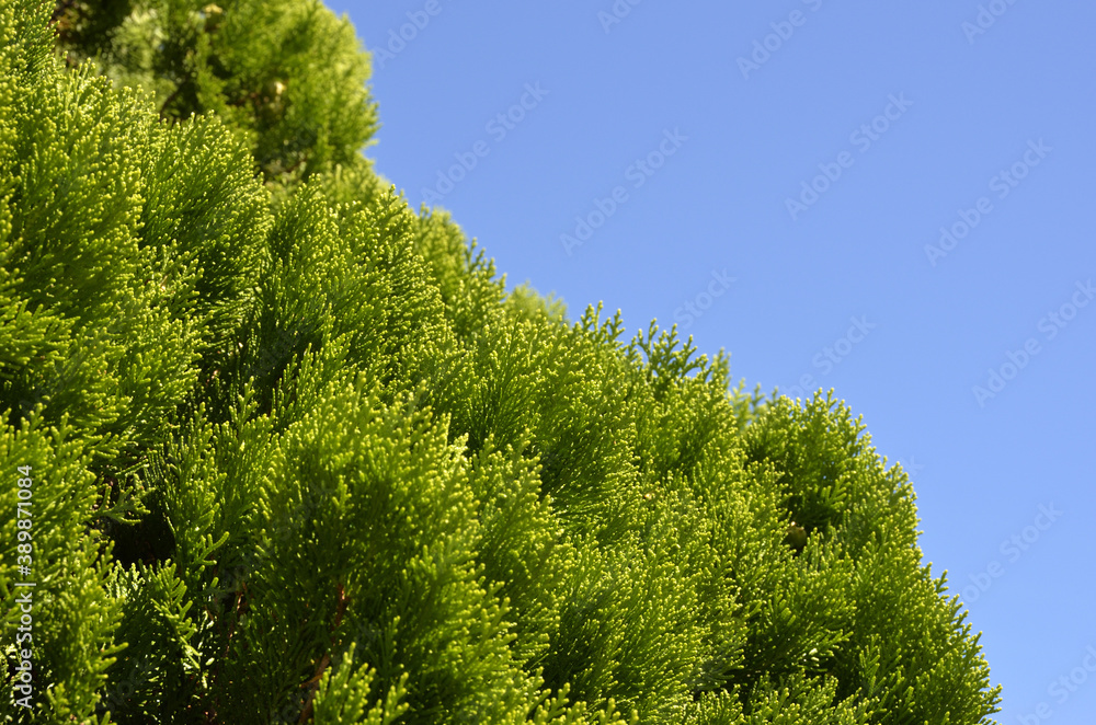 ヒノキの葉と青空