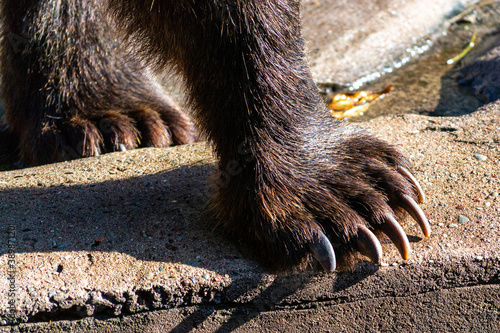 Brown bear forepaw closeup photo photo