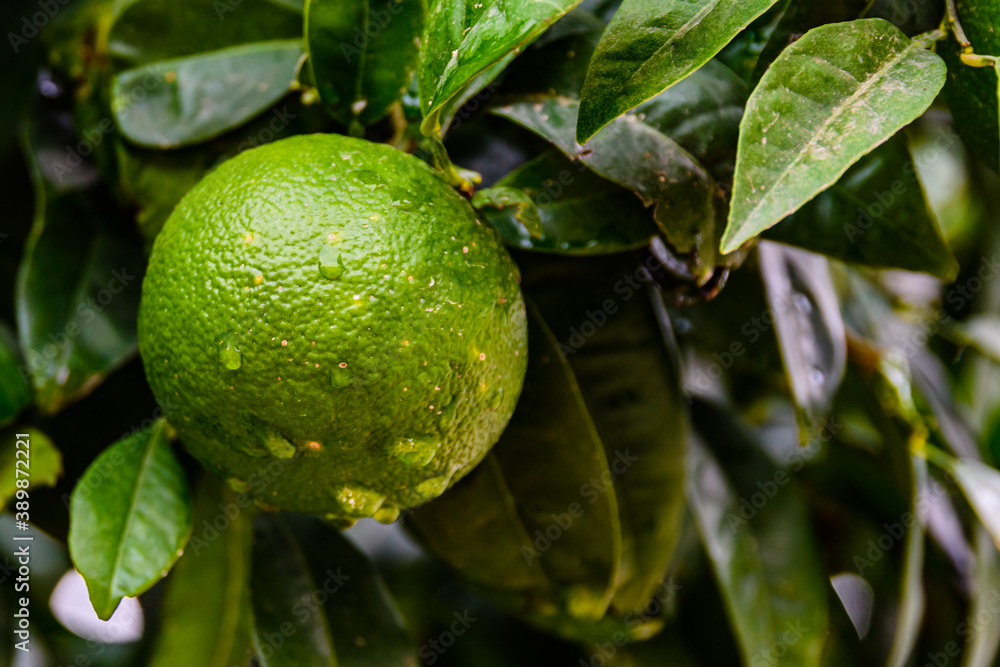 Green mandarin fruit on tree at the orchard Green mandarin fruit on tree at the orchard