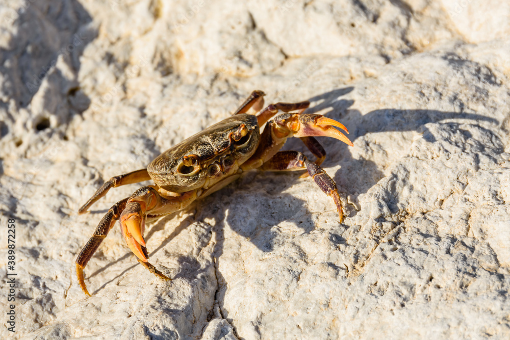 Freshwater river crab (Potamon ibericum) on the stone