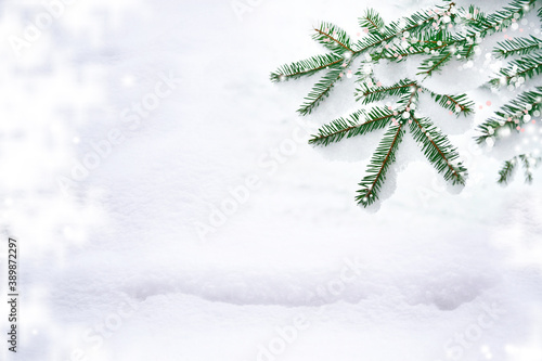  Coniferous spruce branch. Frozen winter forest with snow covered trees.