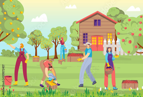Garden with tree fruit, apple harvest for farmer vector illustration. Cartoon man woman people character work at farm, person group crop orchard. Picking organic product in rural basket.