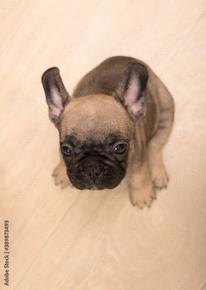 One-month-old French Bulldog puppy. Cute little puppy.