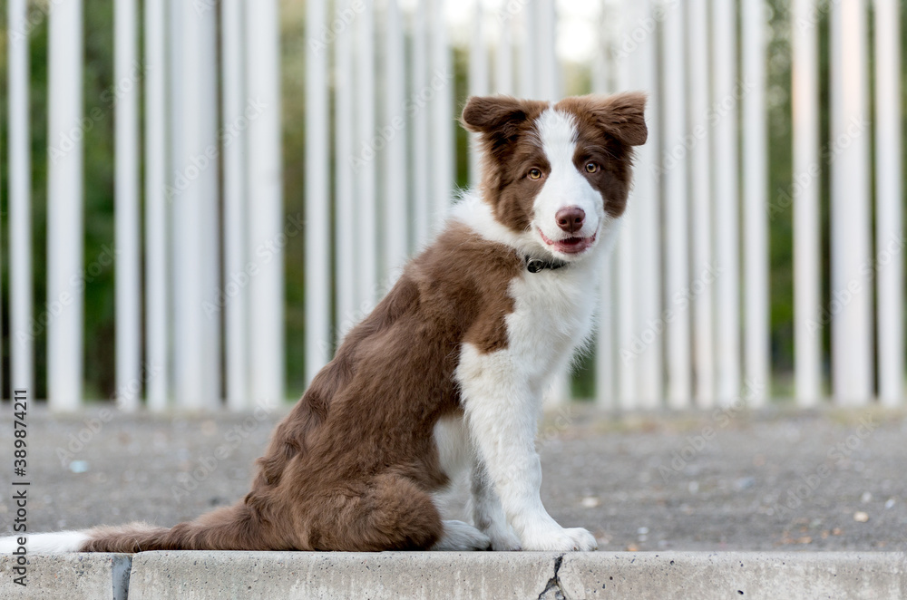 Adorable Border Collie puppy sitting on the ground. Four months old fluffy puppy in the park. Adorable Border Collie puppy sitting on the ground. Four months old fluffy puppy in the park.