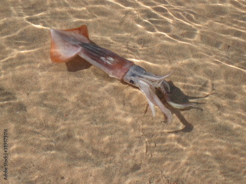 Small squid in the shallow sea on the background of sand. Ripples and highlights on the water
