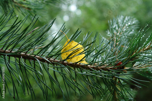 Fototapeta Naklejka Na Ścianę i Meble -  Glowing yellow birch leaf caught in a pine needles, close-up, natural blurred background