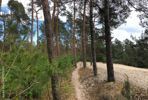 MTB route through the sand around Ommen