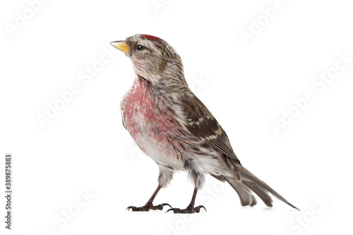 Tableau sur toile Eurasian Linnet isolated on white background.