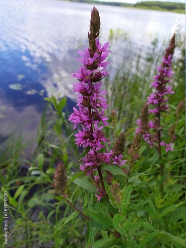 flowers in the garden