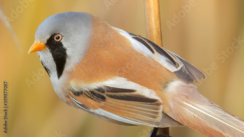 Bearded reedling. Bird. Panurus biarmicus photo