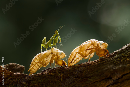 Macro Photos of Praying Mantis © abdul gapur dayak