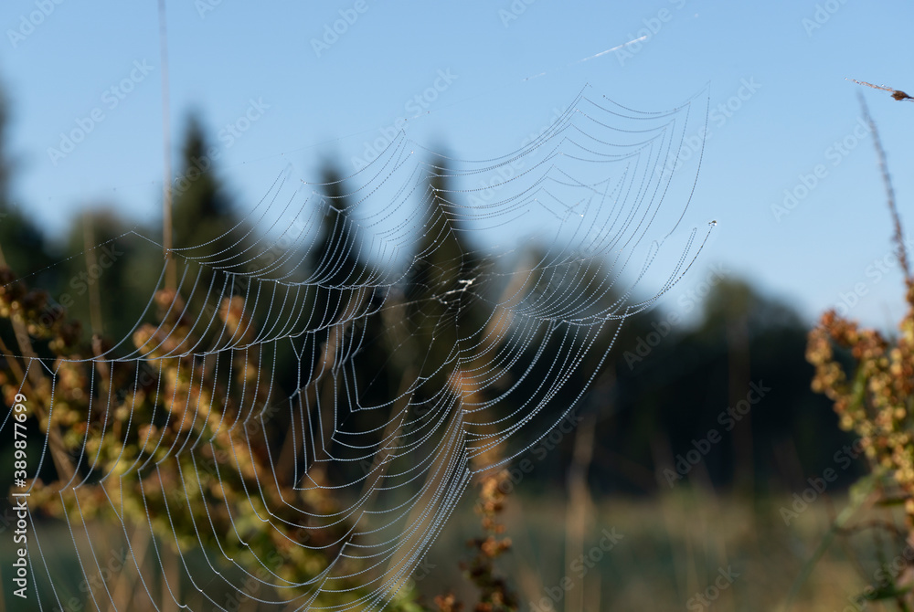 spider web