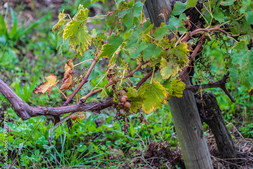gros plan de reste de grapes de raisins dans les feuilles jaunies et brunies de l'automne après les vendanges photo