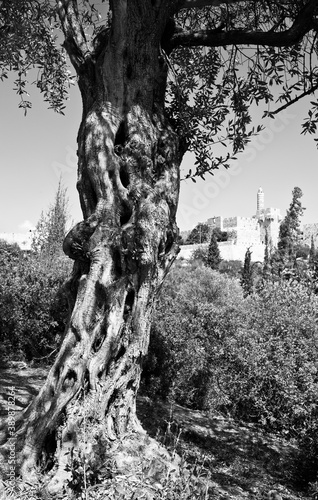 Olive tree against the ancient Jerusalem.