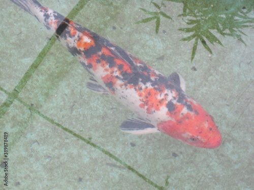 The jungle and mountain landscapes around Banos and Mindos cloud forests in Ecuador, South America