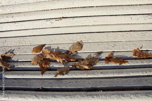 Close-up of brown oak leaves on a white wooden park bench