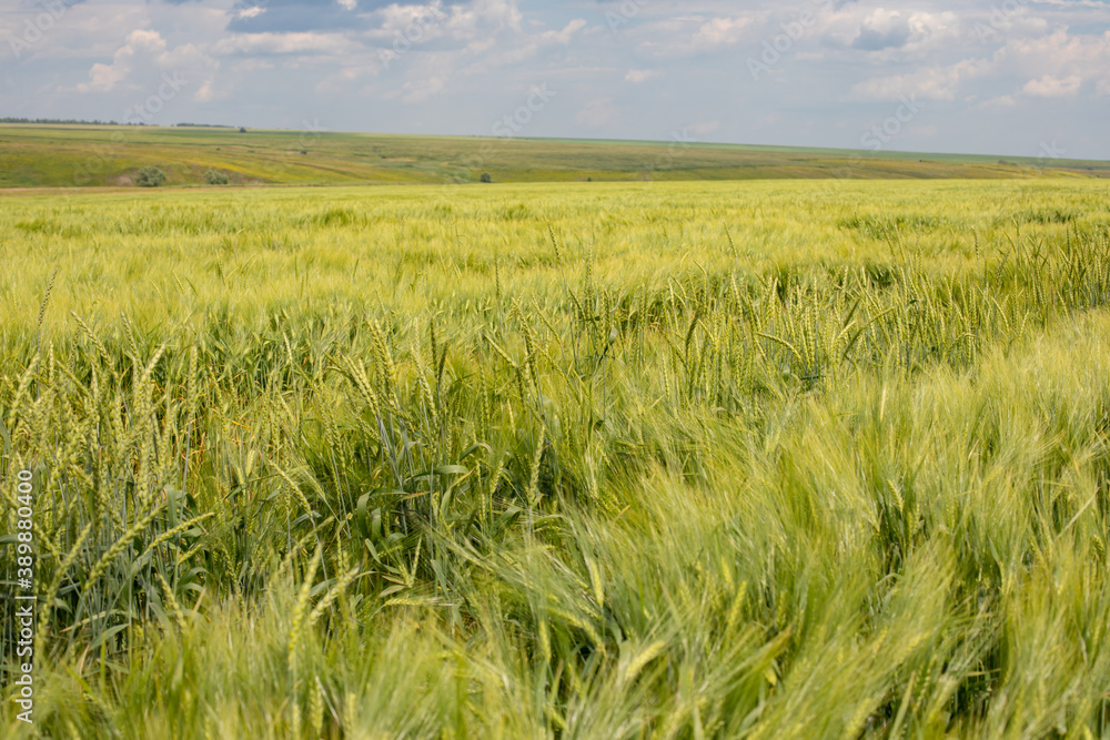Agricultural field, abundance of wheat, wheat ears swaying in the wind, rural landscape background
