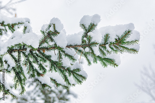 A branch of a green spruce is covered with snow. New Year and Christmas concept