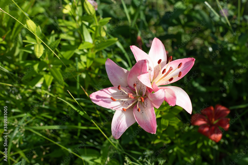 Pink flower day lily blossom close-up, natural background copy space, two flowers of white pink day lily Pink flower day lily blossom close-up, natural background copy space, two flowers of white pink day lily