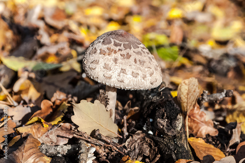 junger Schirmpilz im Wald photo