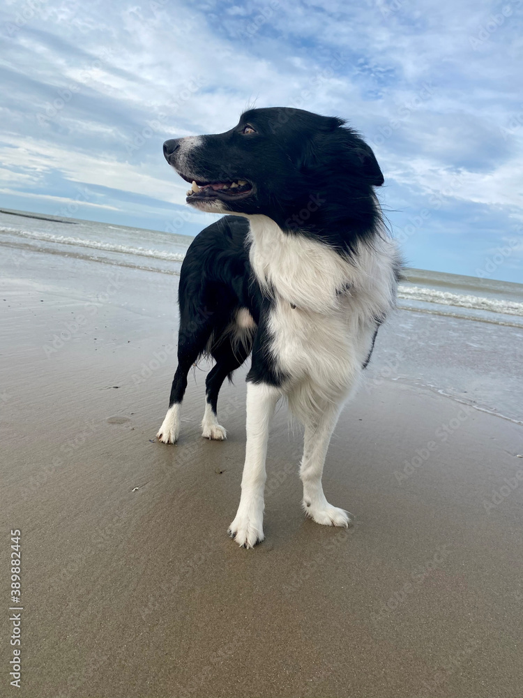 Portrait d'un Border Collie à la côte belge. Portrait d'un Border Collie à la côte belge.