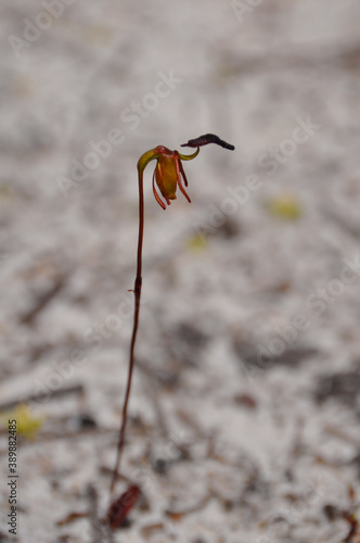 A flying duck orchid
