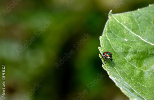 A single japanese beetle walks daintily along the edge of a grape leaf. Insecticide may be needed for pest control and to prevent the ruin of the fruit crop. Bokeh effect.