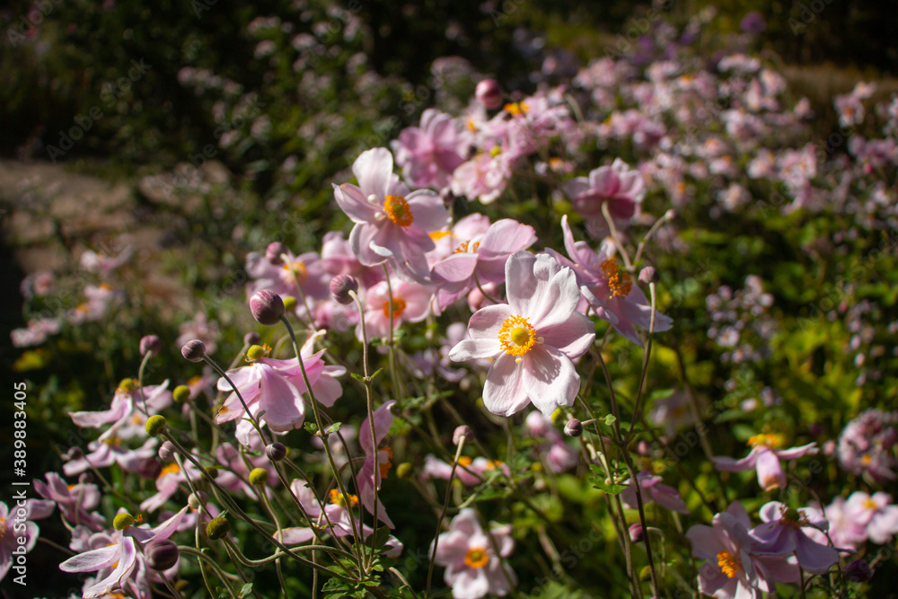 Pink flowers blossoming in French garden in autumn