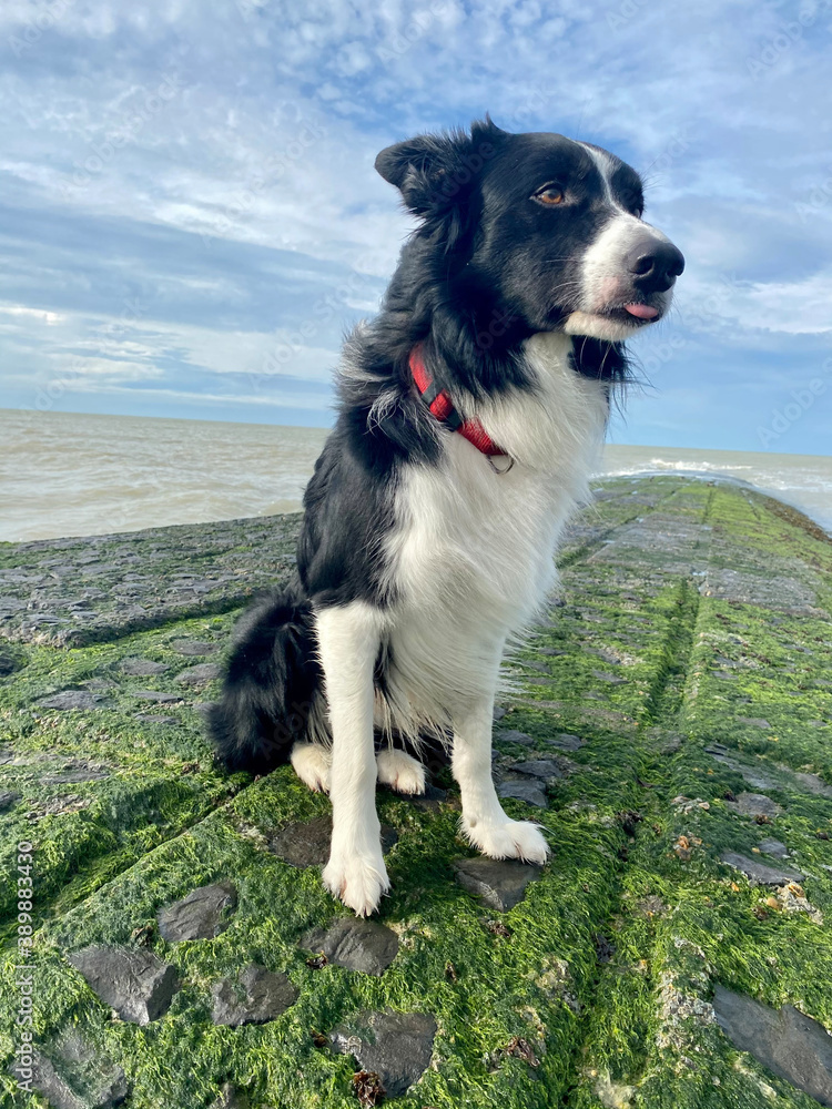 Fototapeta premium Portrait d'un Border Collie à la côte belge.