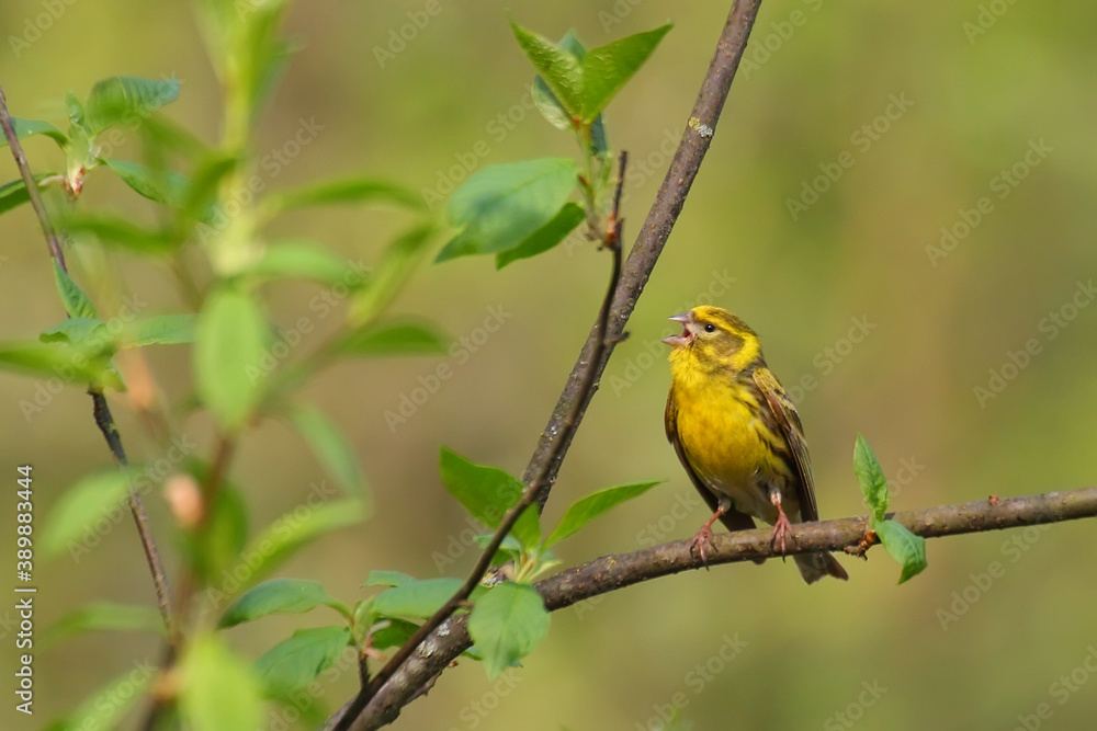 European serin. Bird in spring, male. Serinus serinus