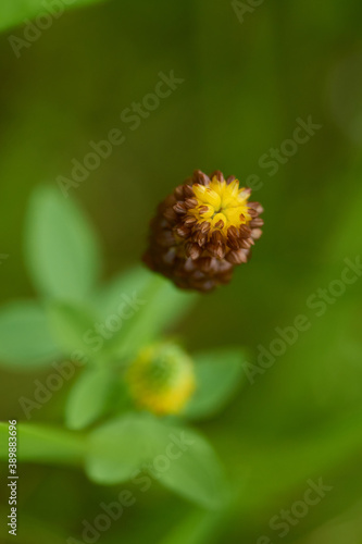  Moor-Klee  Trifolium spadiceum 