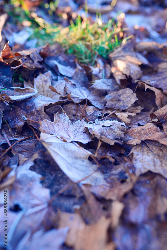Fototapeta premium Beautiful background with frozen leaves