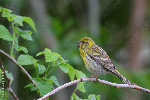 European serin. Bird in spring, male. Serinus serinus