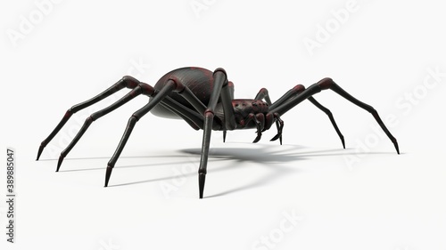 Photographie black spider with red skin details
