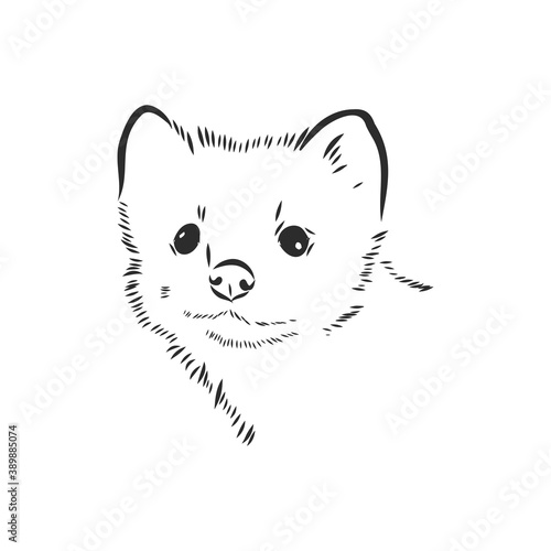 Sable or Martes zibellina, illustration of Sable. sable animal vector sketch illustration