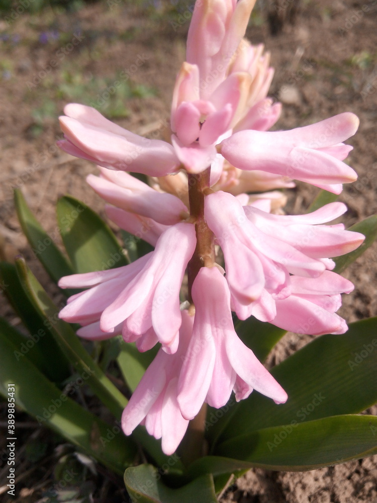 Naklejka premium Pink crocuses in the sun in early spring at the dacha