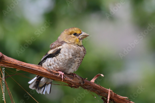 Hawfinch. Juvenile bird. Coccothraustes coccothraustes