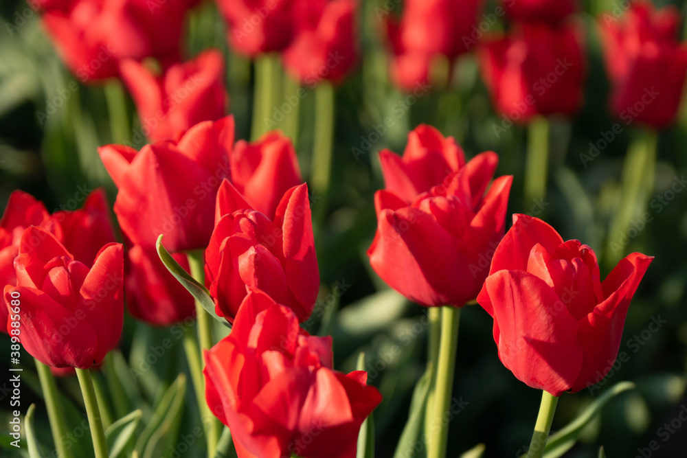 tulips tulips